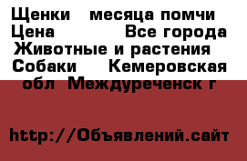 Щенки 4 месяца-помчи › Цена ­ 5 000 - Все города Животные и растения » Собаки   . Кемеровская обл.,Междуреченск г.